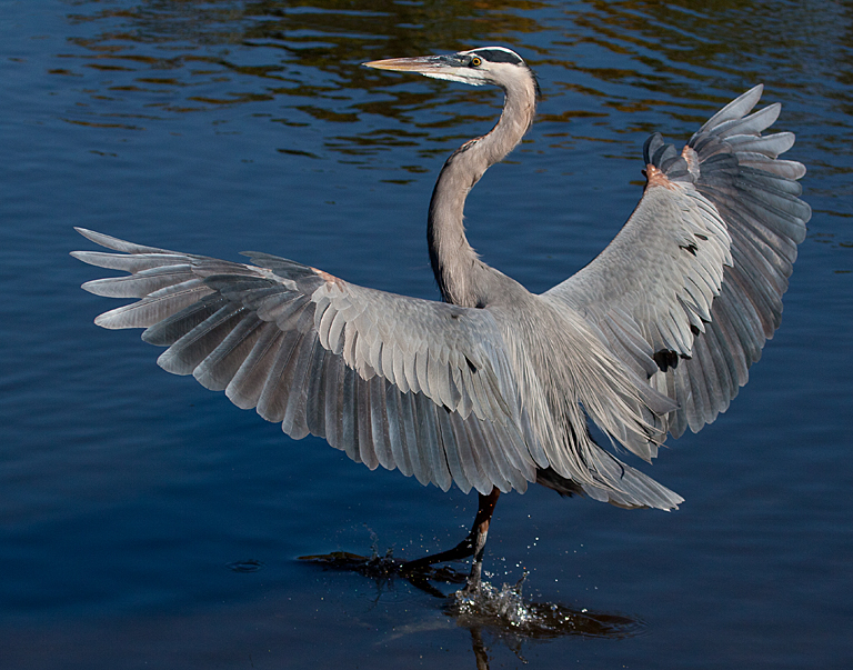 Great Blue Heron Taking Flight   P O'Malley